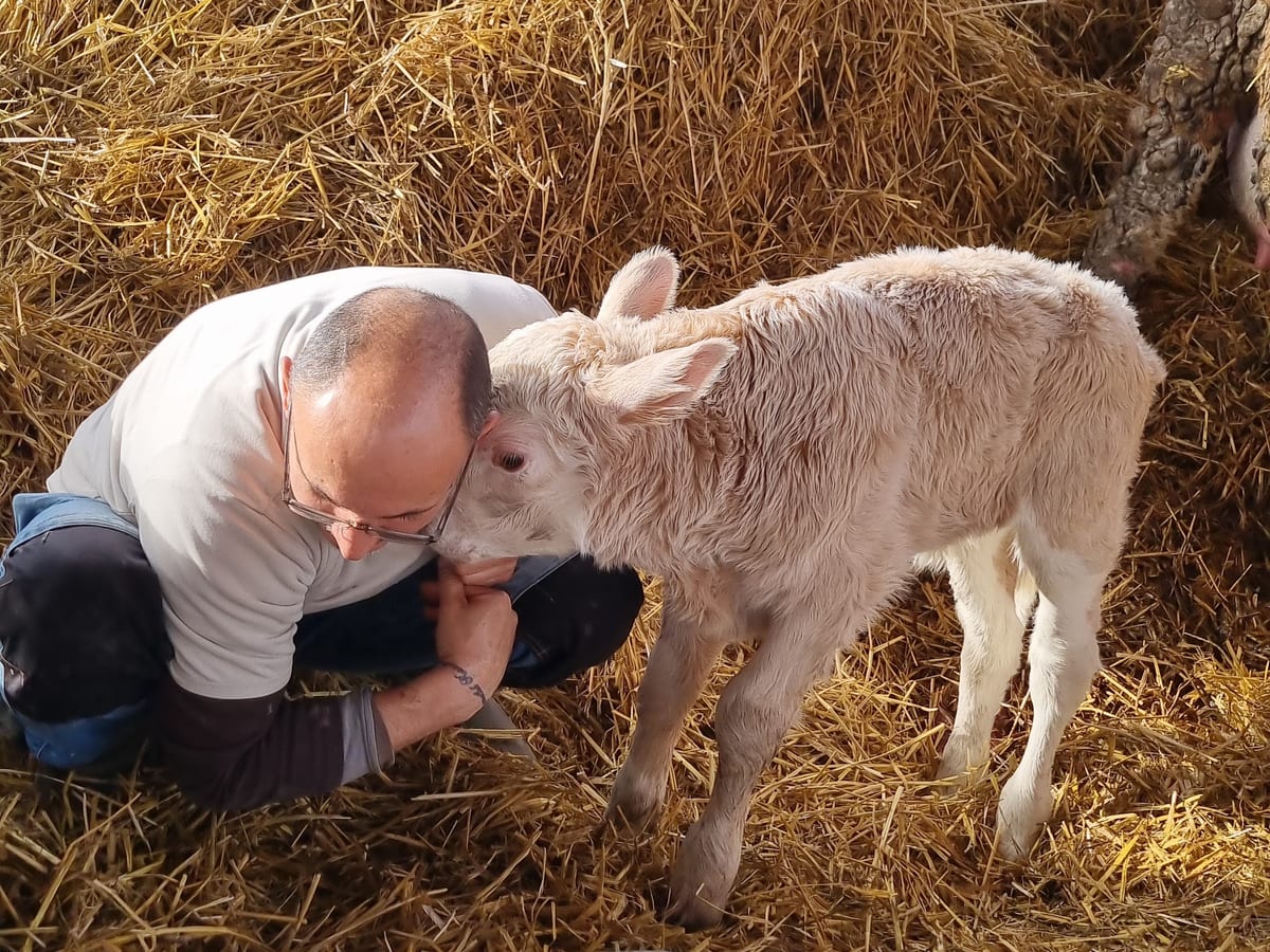Borsos Balázs egy borjúval a szalmán